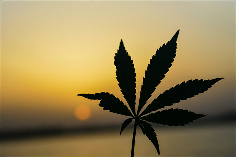 Lexapro and Weed: Can Marijuana & Antidepressants Be Used Together?